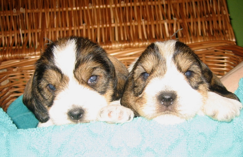 Helenka D'Hiver z Honorable Hortense