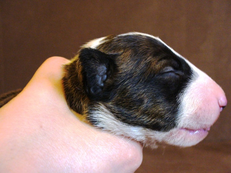 pies4_preg_nutella_11dni