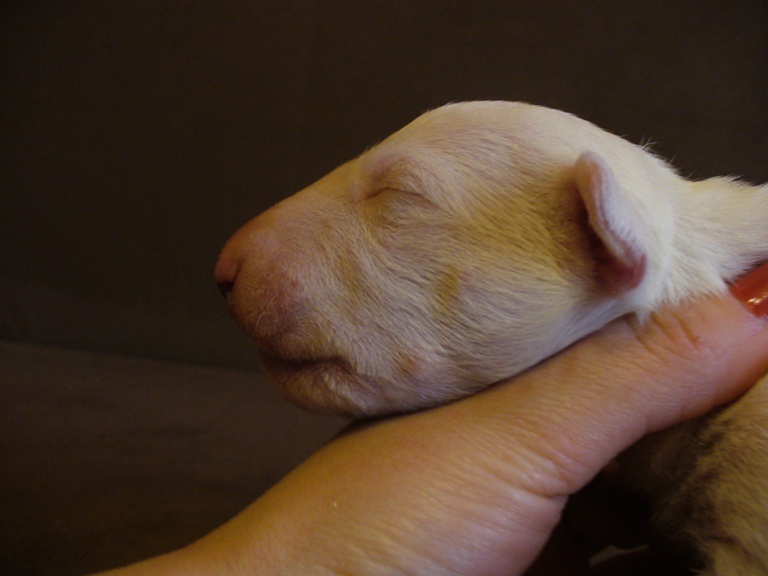 pies3_bialy_czerw_11dni