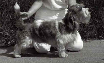 Newgrif_Active_Mover